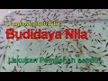 Download Lagu Cara Merawat Anakan Ikan Nila Agar Cepat Besar, Budidaya Ikan Nila