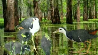  pikat ruak ruak joshh 