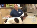 Directional Terms in Veterinary Medicine