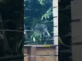 Jimothy the Raccoon craze hits Milwaukee