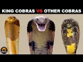 What Is The Difference Between King Cobras and Other Cobras