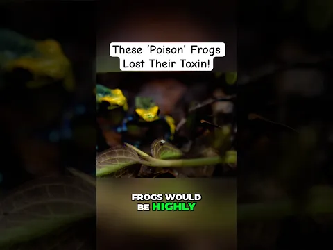 Are Dart Frogs Safe To Keep? 🐸