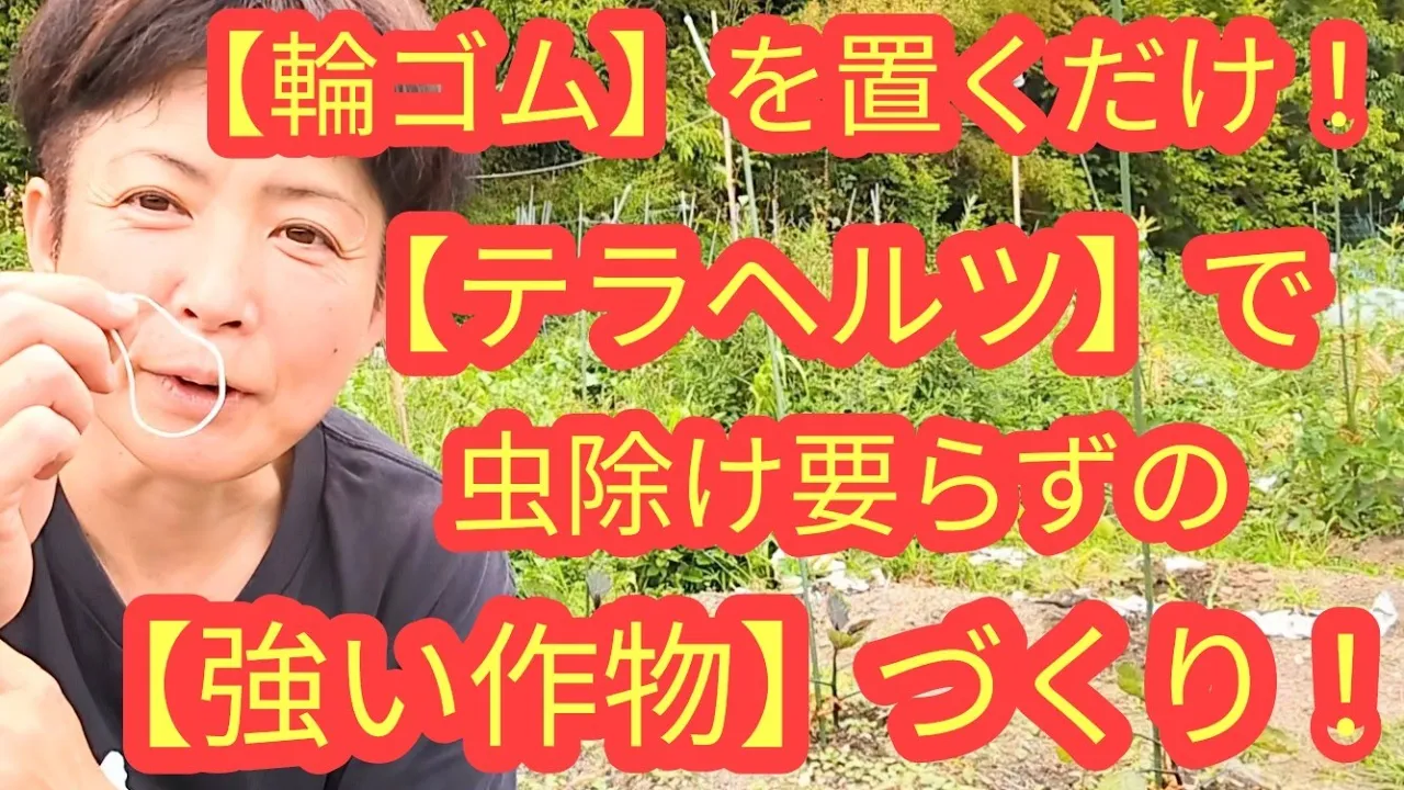 【輪ゴム】を置くだけ❗【テラヘルツ】で無農薬、虫除け要らずの強い💪元気な美味しい作物を育てましょう❗