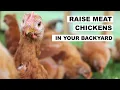 How to Raise MEAT CHICKENS Homesteaders of America