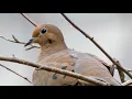 Mourning dove call / coo / sounds | Bird