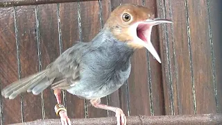 prenjak kepala merah gacor suara keras nembak fighter 