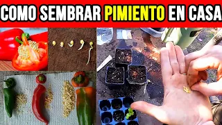 Como sembrar morrones, Aji y Chile En casa?