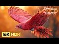 Absolutely Amazing 16K HDR 120 fps Dolby Vision (8K/4K TV)