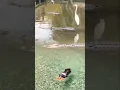 Download Lagu DOG HAS NO IDEA HE’S SWIMMING IN A CROCODILE PIT!\