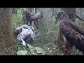 Download Lagu Hungry eaglet run for breakfast before Mom | Mazais ērglis | Lesser spotted eagle| Jul 5, 2025