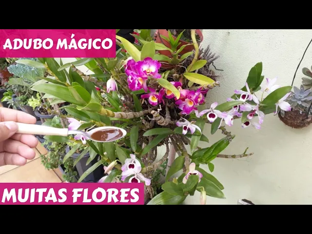 ESSE ADUBO FAZ SUA ORQUÍDEA FLORIR