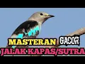 suara burung jalak kapas gacor