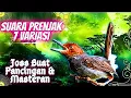 Download Lagu Suara Prenjak Gacor Full Isian || 7 Variasi Suara Prenjak Klawu Kepala Merah