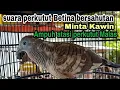 Download Lagu gacor birahi minta kawin suara perkutut betina memanggil jantan bersahutan ngerot Bekur, Ampuh!!