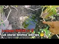 Download Lagu DI LUAR DUGAAN‼️MANCING SEBENTAR PANEN BELUT BESAR