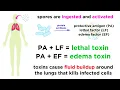 Download Lagu Miltvuur: Bacillus anthracis