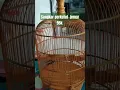 Lagu sangkar burung perkutut jemur murah meriah 95k #sangkarperkutut #shortvideo