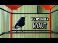 Lagu kacer gacor NGEPLONG tarung ini paling ampuh buat PANCINGAN KACER agar EMOSI