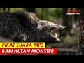 Download Lagu SUARA CELENG MONSTER DI TENGAH HUTAN