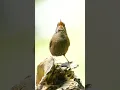 Download Lagu Eurasia wren/cikrak eurasia burung masteran #burungmasteran #burungisian #birds
