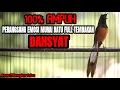 Download Lagu SUARA MURAI BATU INI 100% AMPUH MENAIKKAN EMOSI LAWAN AGAR BONGKAR ISIAN