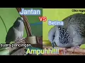 Download Lagu Suara burung tekukur,,jantan vs betina buat pancingan...