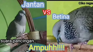 Download Suara burung tekukur,,jantan vs betina buat pancingan... MP3