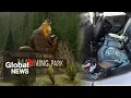 Download Lagu BC family’s camping trip cut short after 16 vehicle break-ins at popular provincial park