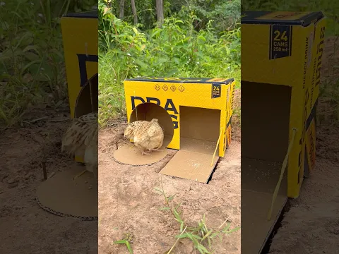 Awesome Quick Unique Quail Trap Using Cardboard Box #shorts