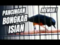 Download Lagu MURAI BATU GACOR FULL ISIAN TEMBAKAN KASAR KRETEKAN GANAS SANGAT AMPUH MEMANCING MURAI BATU EMOSI