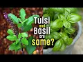 Tulsi and Basil are same Difference between Basil and Tulsi or Holy Basil Ayurveda Health