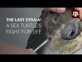 The turtle with a straw in its nose The story behind the viral