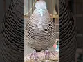 Download Lagu Burung tekukur lokal punya suara topcer yang jernih untuk umpan yang langsung bereaksi #shorts