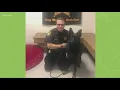 Stark County dog shot by owner now ready for adoption