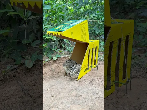 Amazing Unique Quail Trap Using Cardboard Box #shorts