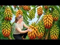 Download Lagu Harvesting Rare Buddha's Hand Fruit \u0026 Making Traditional Spring Rolls | Authentic Village Recipe
