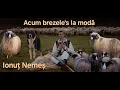 Download Lagu Ionut Nemes - Acum brezele's la moda 🐏 (Official Music Video)