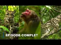 Download Lagu Samar le gibbon se prépare à l'action | Nature sauvage: Inde 101