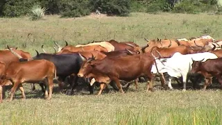 wafugaji lindi wazidi kuwapa changamoto wakulima