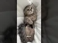 Download Lagu Mio Mao la la la la 💕😹 #cat #kitten #shorts #funny #cute