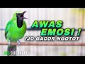 Download Lagu AWAS EMOSI !! PANCINGAN CUCAK IJO GACOR NGOTOT FULL BUKA PARUH COCOK UNTUK MENAIKKAN FIGHTER LAWAN