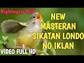 Download Lagu Masteran sikatan londo gacor full isian jernih tanpa iklan | burung sikatan londo di alam liar