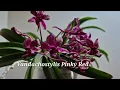 Download Lagu Five minutes of fame-Vandachostylis Pinky Red
