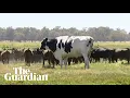 Video di Meet Knickers, the 1,400kg cow from Australia