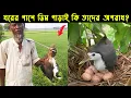 Download Lagu হাসান মিয়ার পোষা ডাহুক পাখির জীবন কাহিনী | Bird Story-221| The life story of White-Breasted Waterhen