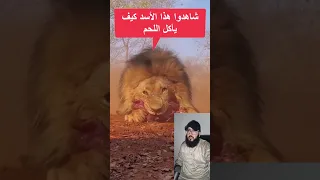                                                 دندنها