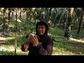 Download Lagu Mikat Ruak Ruak Menggunakan jaring Di Jamin Jos