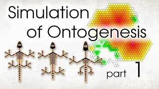 From One Cell to a Multicellular Organism. Part 1.