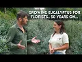 Eucalyptus in Wales How This Farmer Made It Work