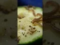 Download Lagu Centipedes VS Millipedes 🐛